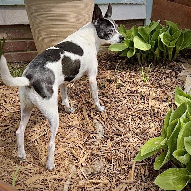 Enlarge Millie (NC), a Adoptable Rat Terrier in Greensboro, NC image 3/3