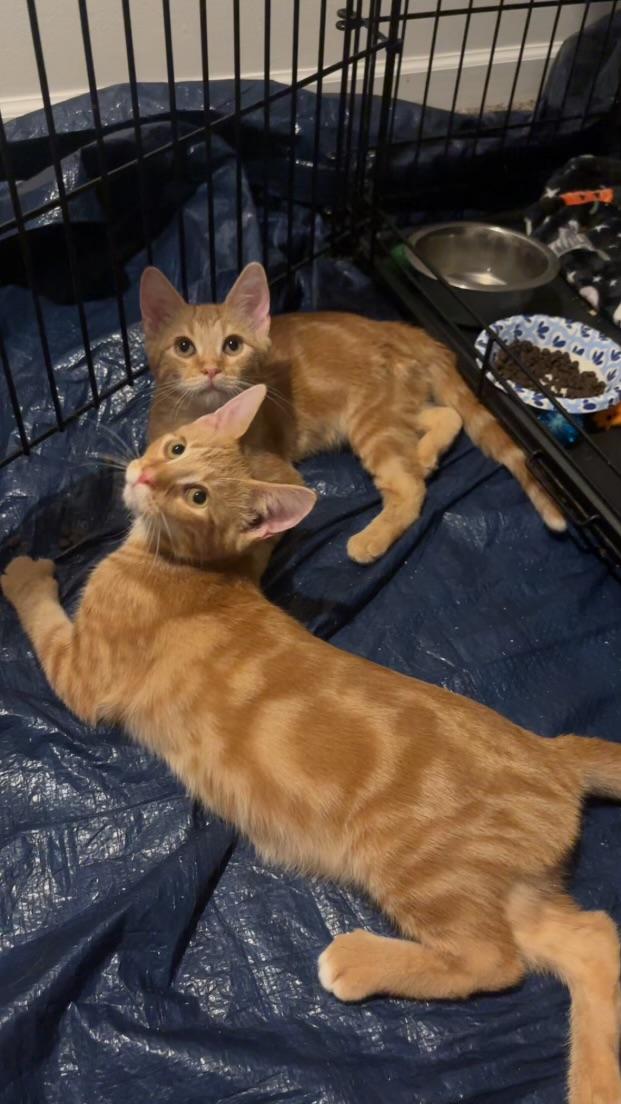 Enlarge Malnati, an adopted Domestic Short Hair in Warrenville, IL image 2/6