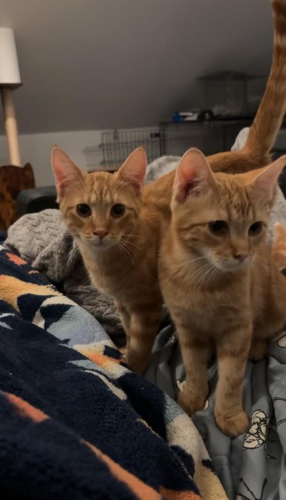 Enlarge Malnati, an adopted Domestic Short Hair in Warrenville, IL image 3/6