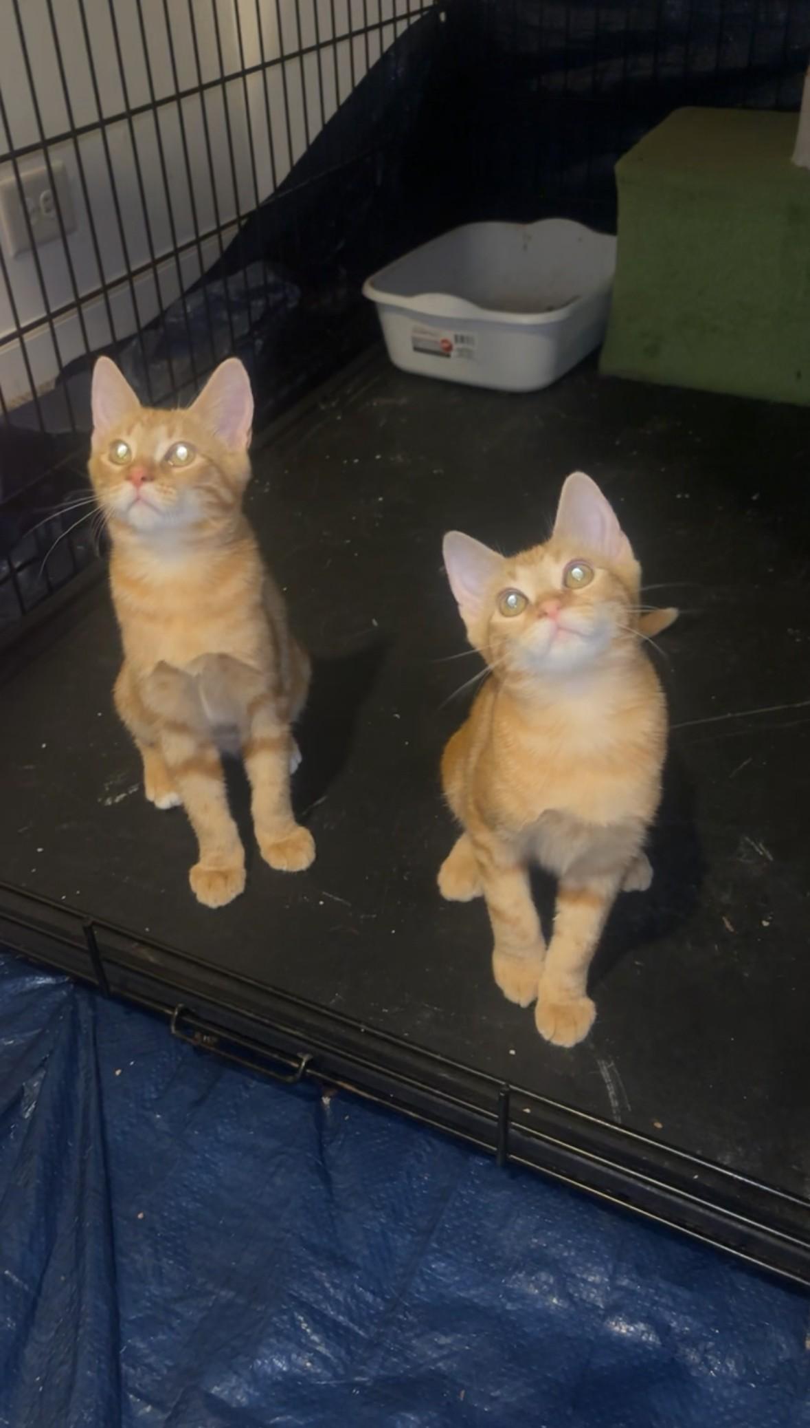 Enlarge Malnati, an adopted Domestic Short Hair in Warrenville, IL image 4/6