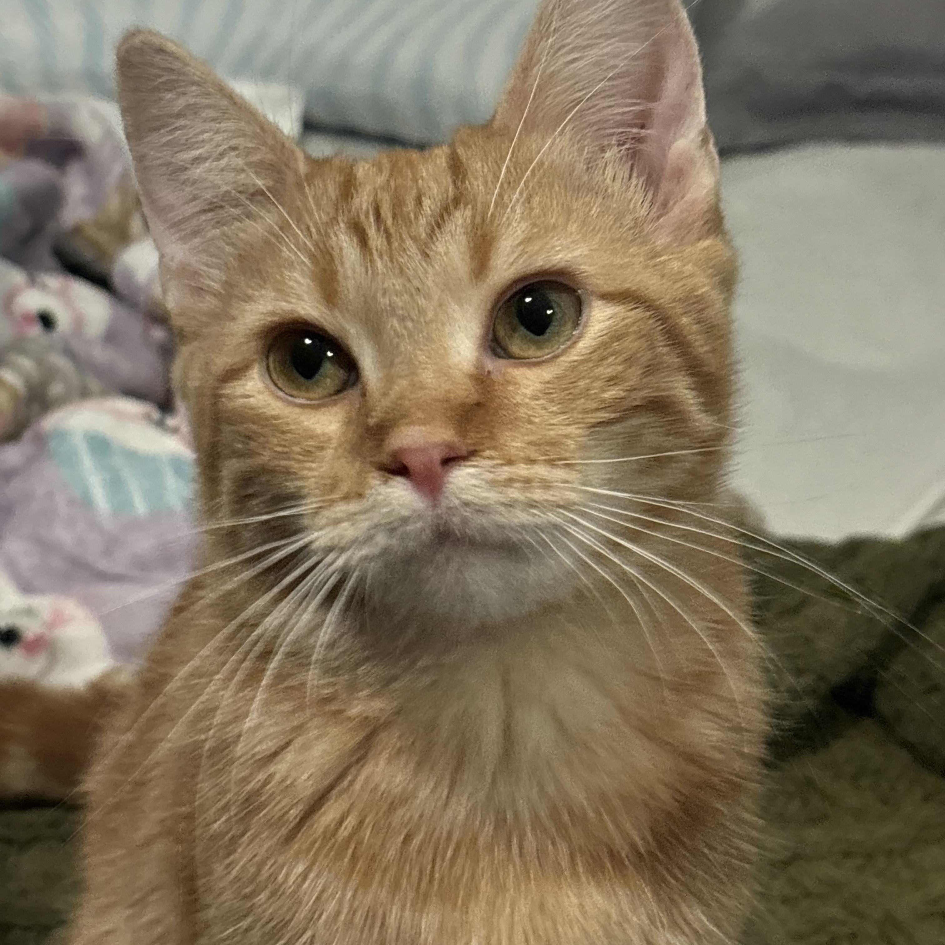 Malnati, adopted, Young Male Domestic Short Hair.