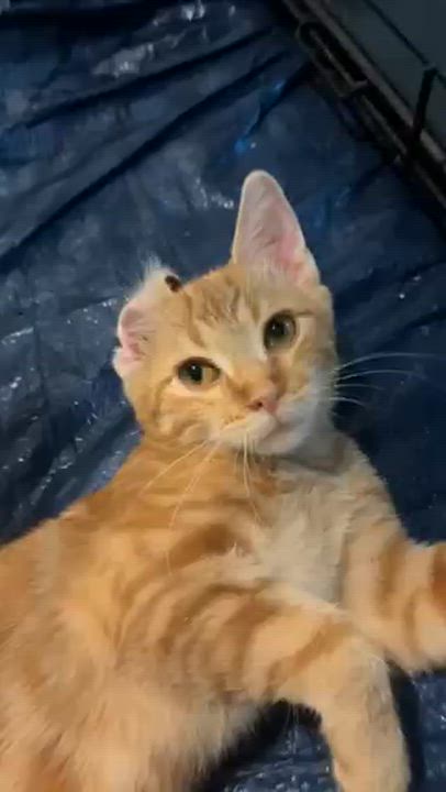 Enlarge Malnati, an adopted Domestic Short Hair in Warrenville, IL video 6/6