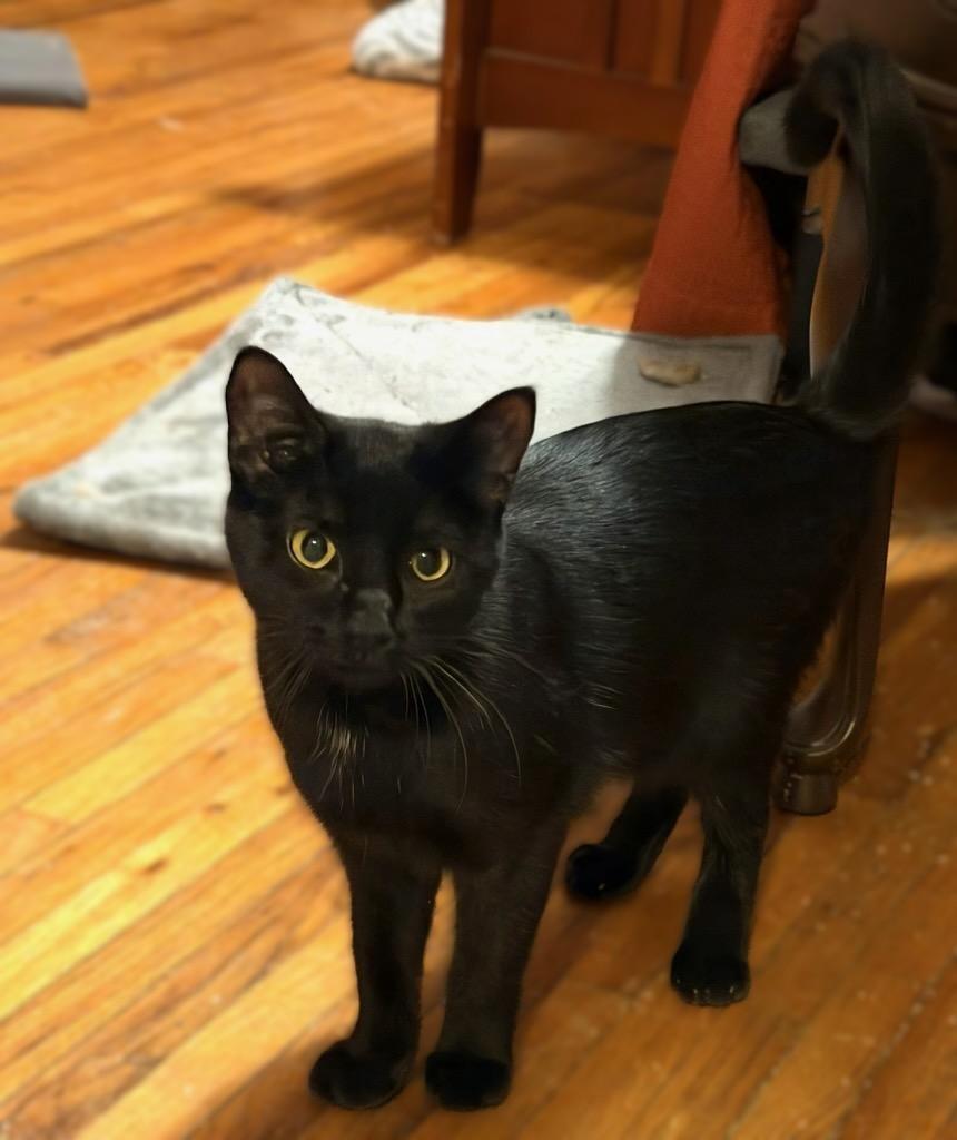 Tippie **KITTEN** — thumbnail 2