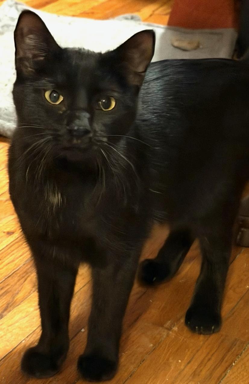 Enlarge Tippie **KITTEN**, a Adoptable Domestic Short Hair in Waverly, IA image 1/6