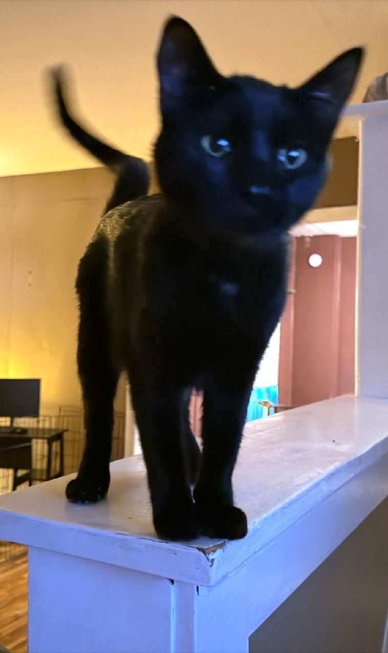 Enlarge Tippie **KITTEN**, a Adoptable Domestic Short Hair in Waverly, IA image 4/6