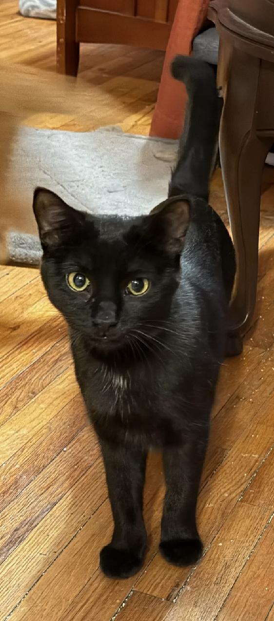 Tippie **KITTEN** — thumbnail 5