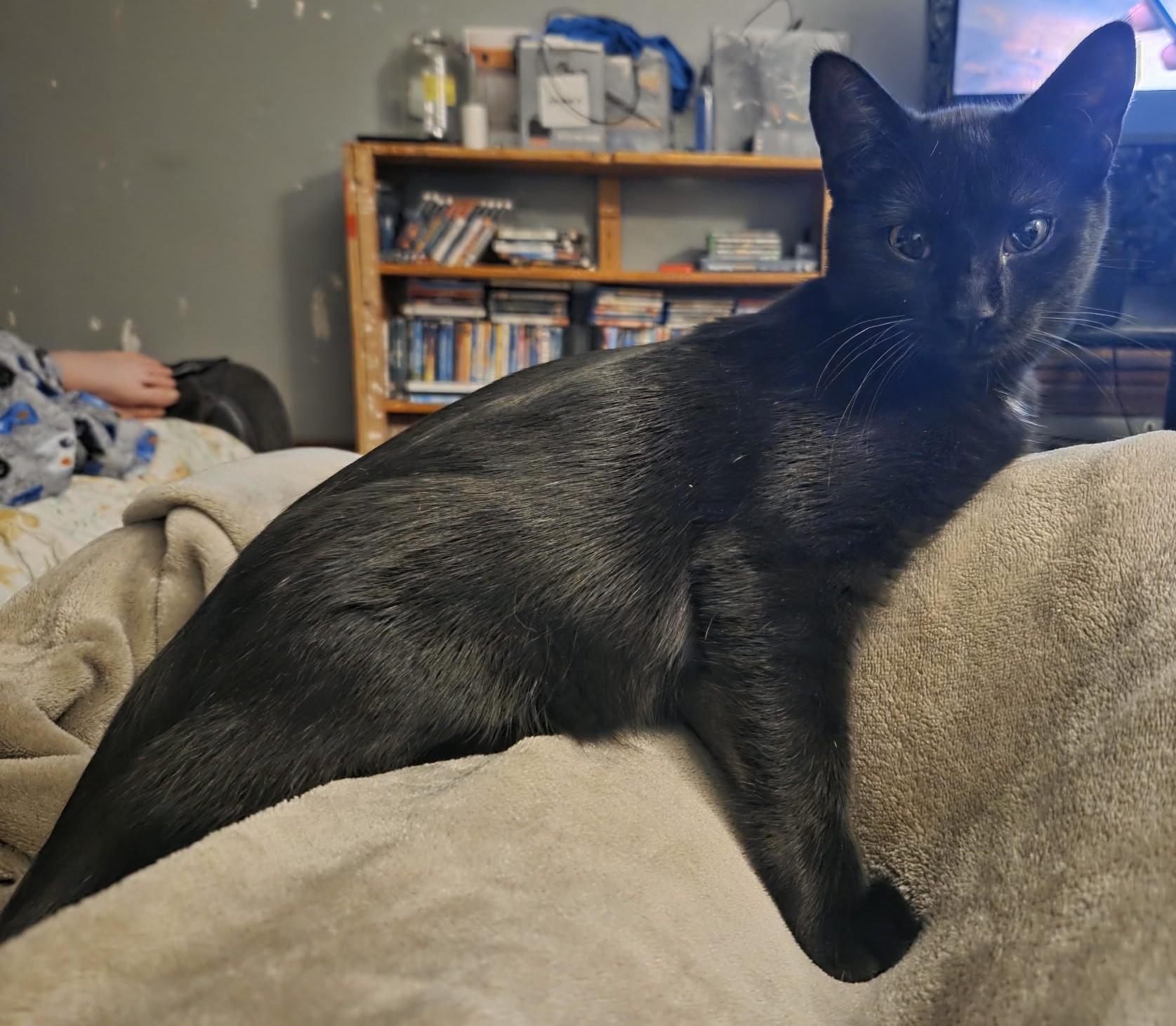 Enlarge Tippie **KITTEN**, a Adoptable Domestic Short Hair in Waverly, IA image 5/6