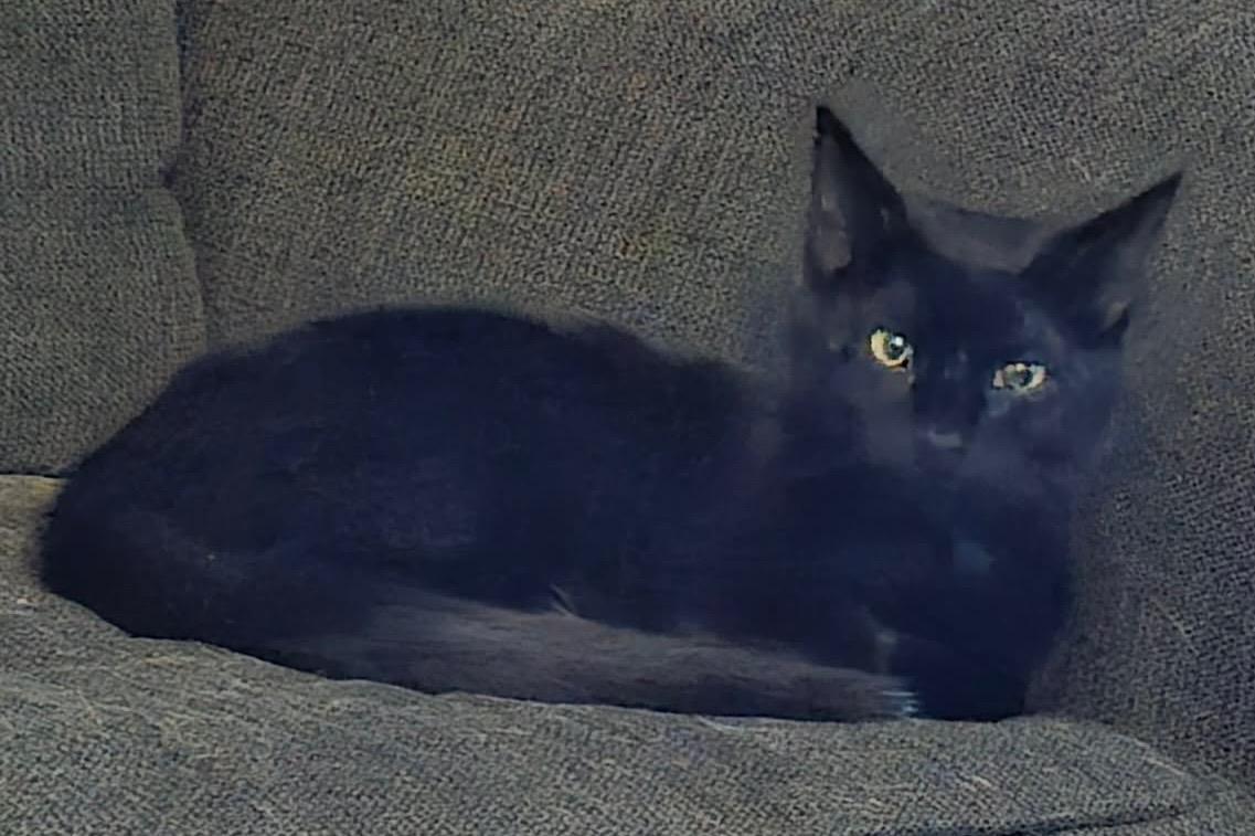 Enlarge Tippie **KITTEN**, a Adoptable Domestic Short Hair in Waverly, IA image 6/6