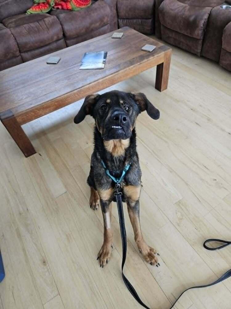 Dilbert, a Adoptable mixed breed in Rathdrum, ID image 1/6