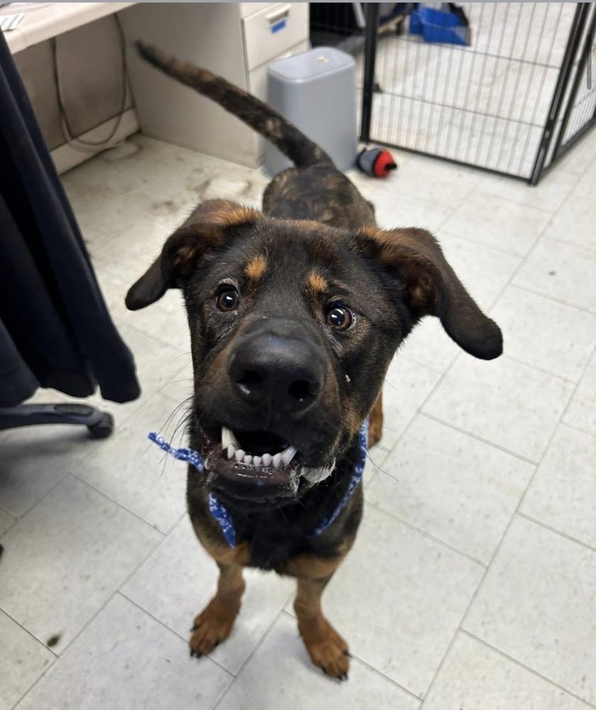 Dilbert, a Adoptable mixed breed in Rathdrum, ID image 2/6