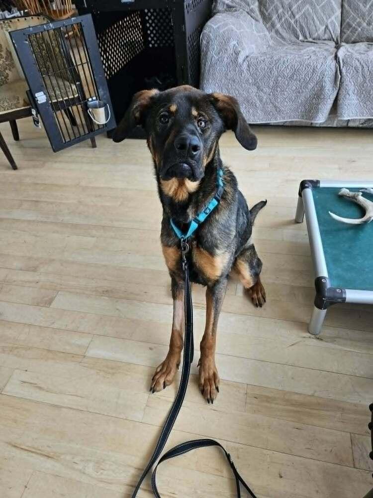 Dilbert, a Adoptable mixed breed in Rathdrum, ID image 3/6