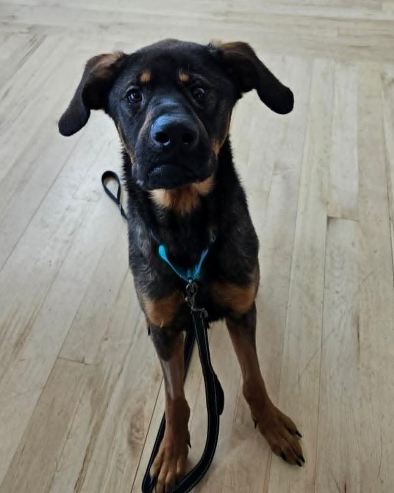 Dilbert, a Adoptable mixed breed in Rathdrum, ID image 4/6