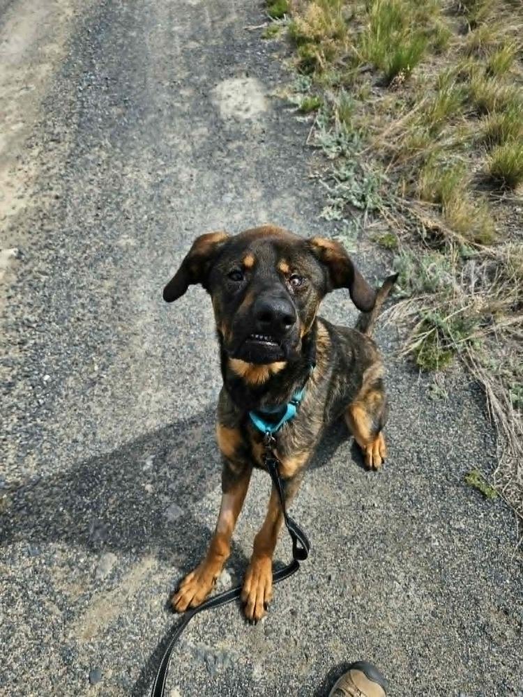 Dilbert, a Adoptable mixed breed in Rathdrum, ID image 5/6