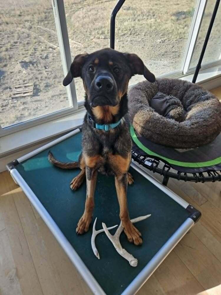 Dilbert, a Adoptable mixed breed in Rathdrum, ID image 6/6