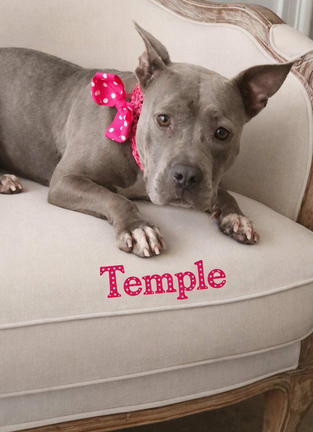 Temple, Adoptable, Senior Female Mixed Breed.
