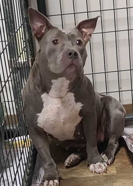 Enlarge Temple, a Adoptable mixed breed in Bolivar, TN image 1/2