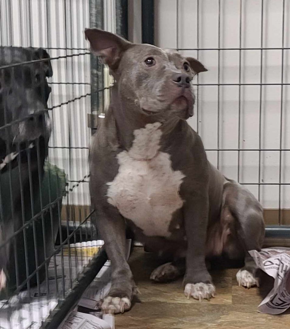 Enlarge Temple, a Adoptable mixed breed in Bolivar, TN image 2/2