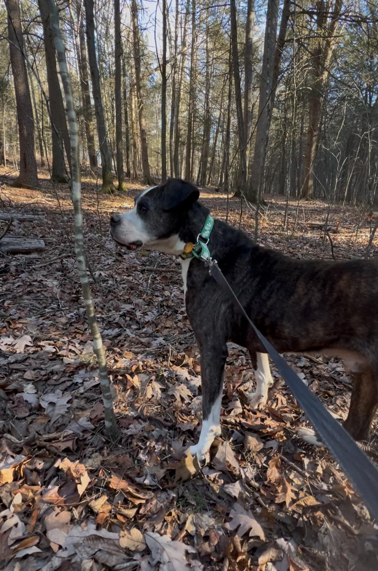 Enlarge JACK, a Adoptable American Bulldog in Millerstown, PA image 2/5