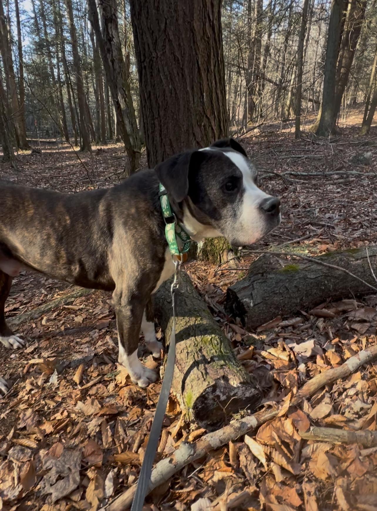 JACK, Adoptable, Senior Male American Bulldog.