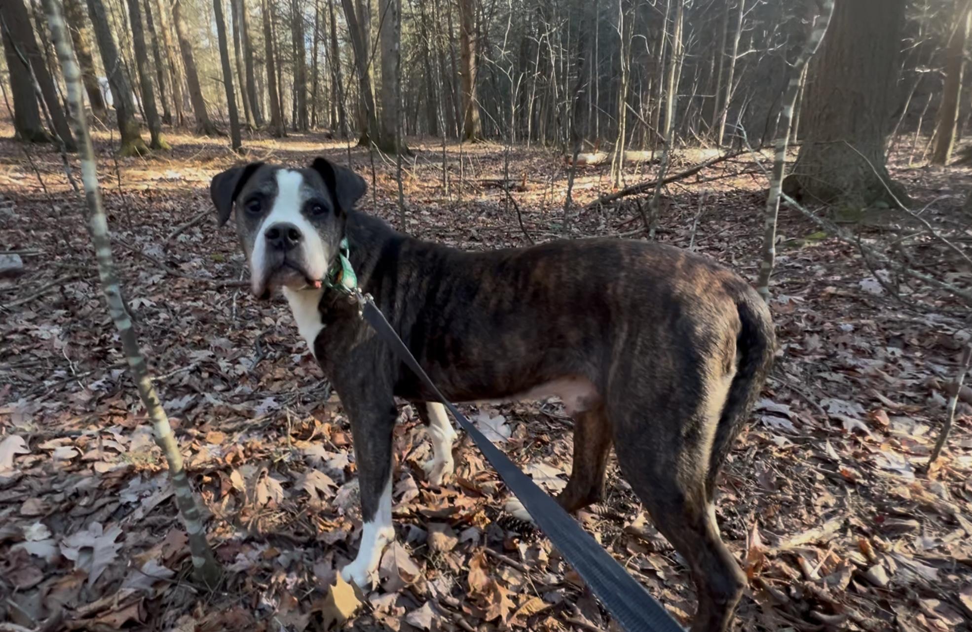 Enlarge JACK, a Adoptable American Bulldog in Millerstown, PA image 3/5