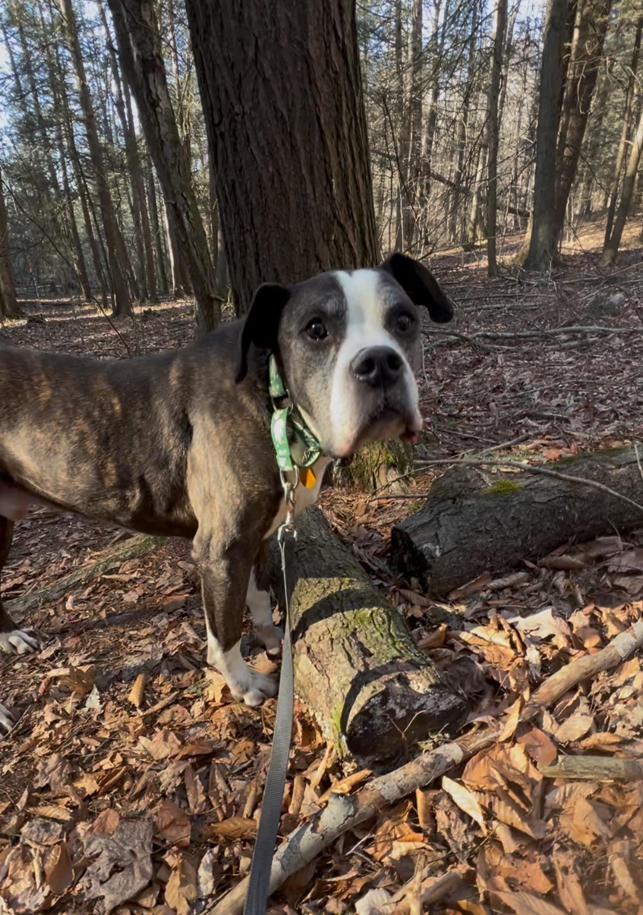 Enlarge JACK, a Adoptable American Bulldog in Millerstown, PA image 4/5