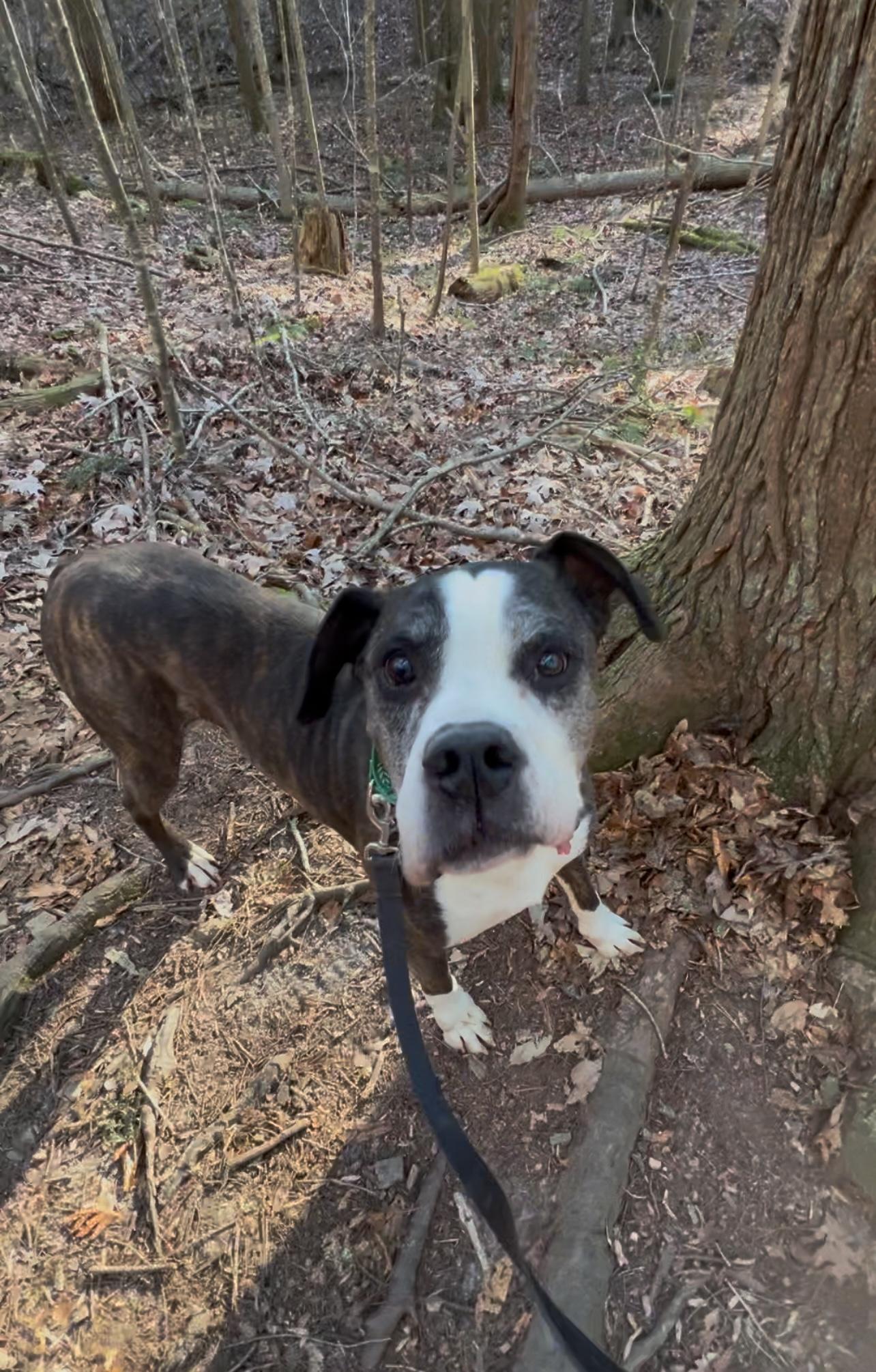 Enlarge JACK, a Adoptable American Bulldog in Millerstown, PA image 5/5