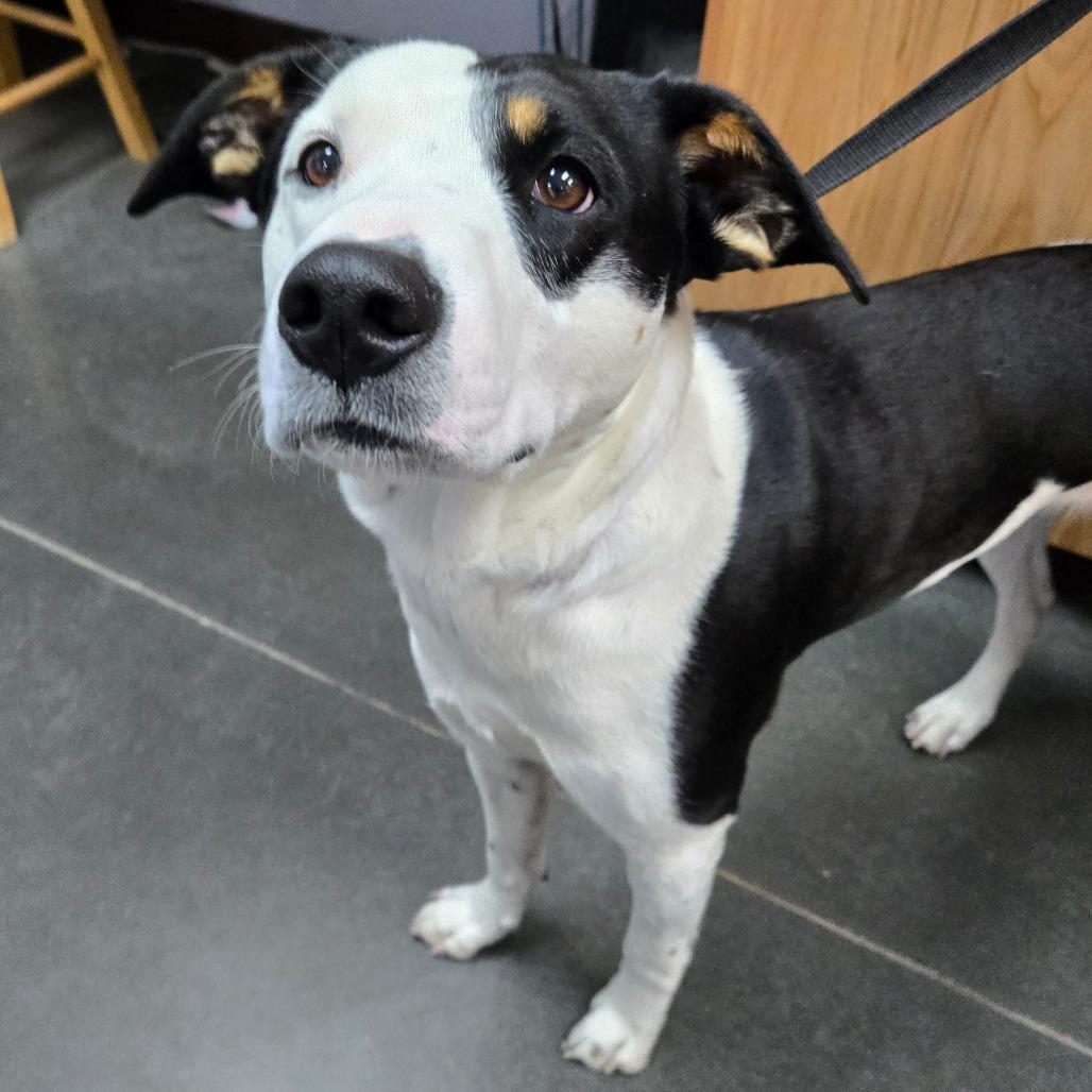 Enlarge Bingo, a Adoptable Mixed Breed in Idaho Falls, ID image 1/1