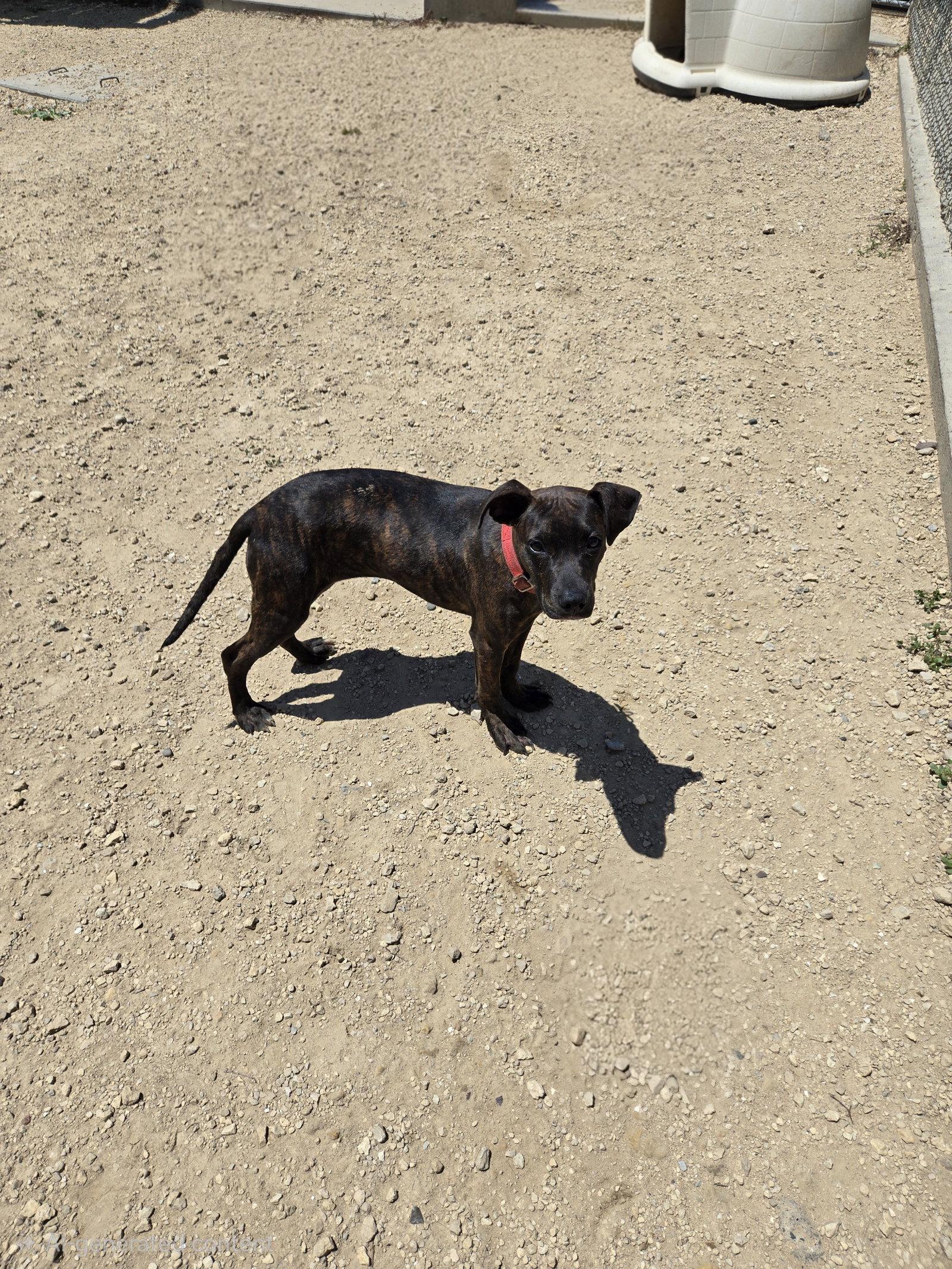 Savannah, Adopted, Young Female Mixed Breed.