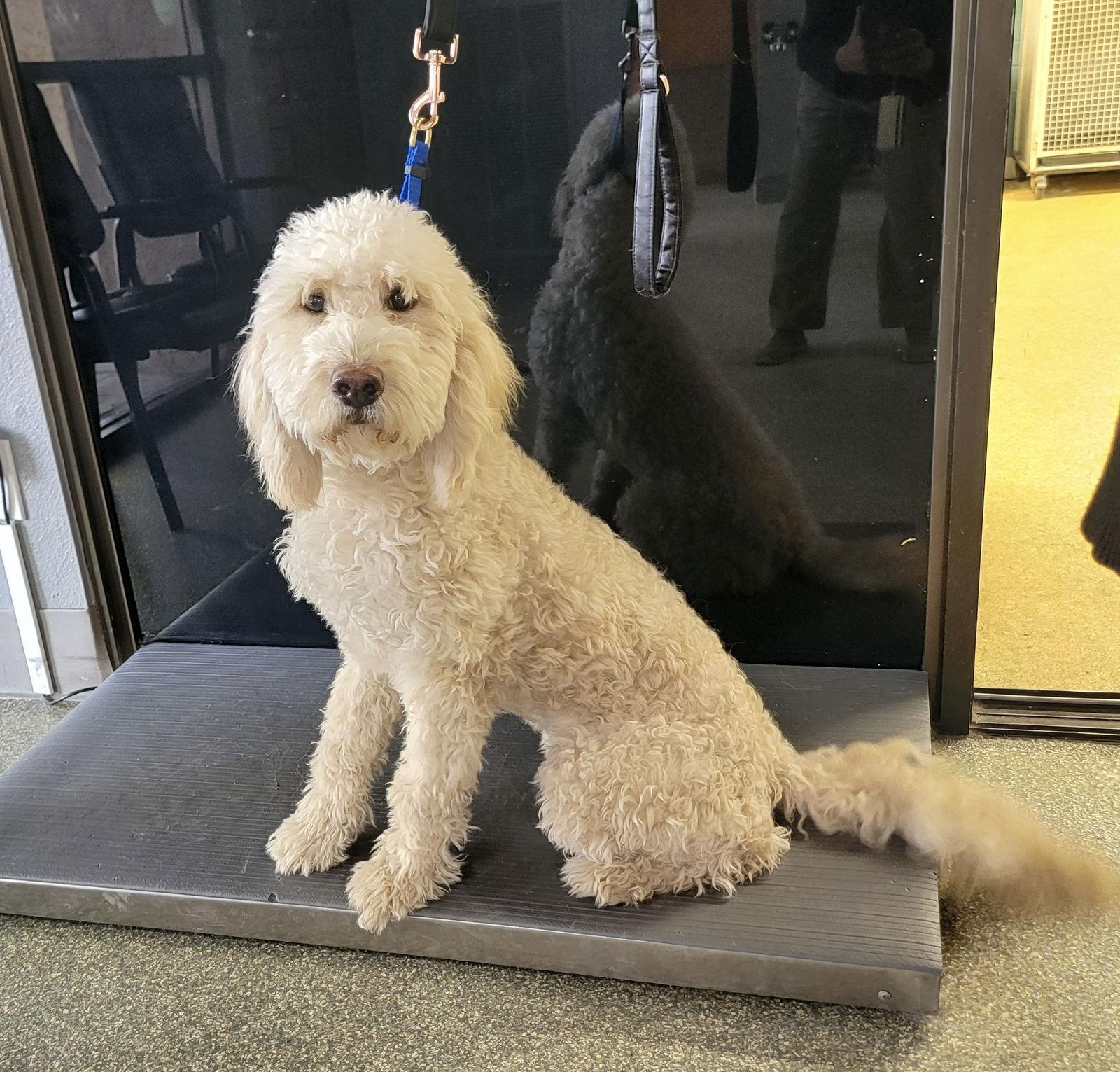 Maple, Adoptable, Puppy Female Golden Retriever & Standard Poodle.