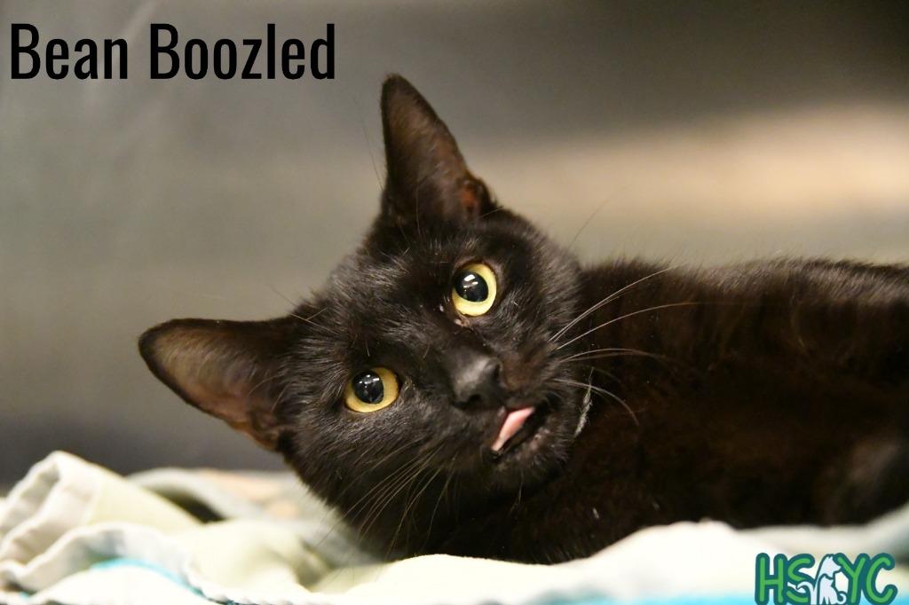 Bean Boozled, Adoptable, Young Female Domestic Short Hair.