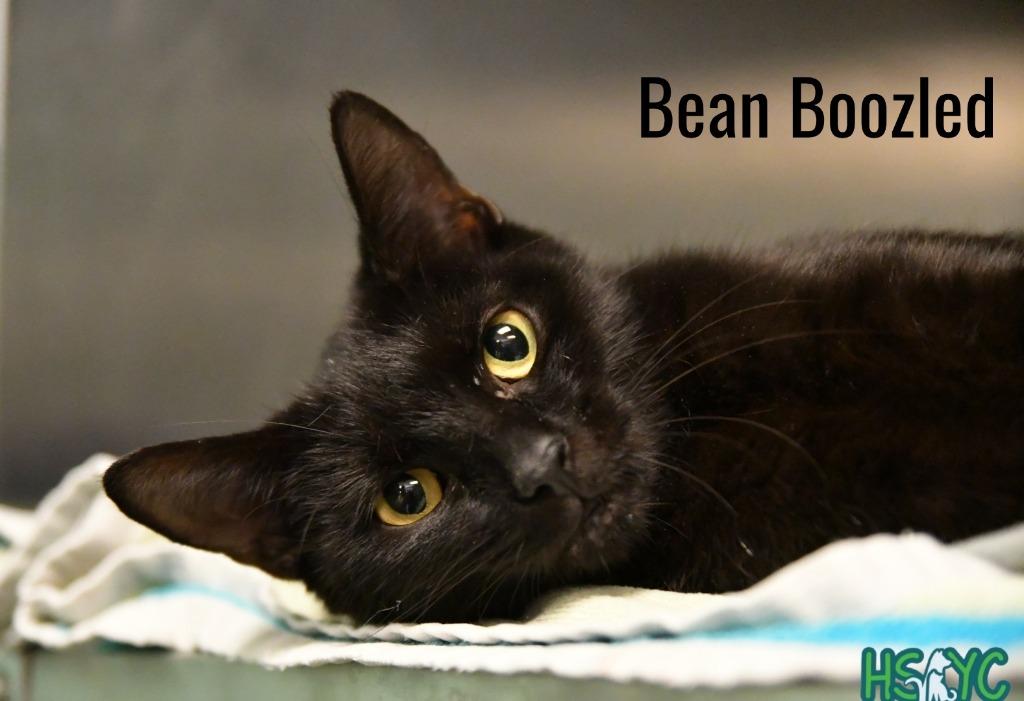 Enlarge Bean Boozled, a Adoptable mixed breed in Fort Mill, SC image 2/2