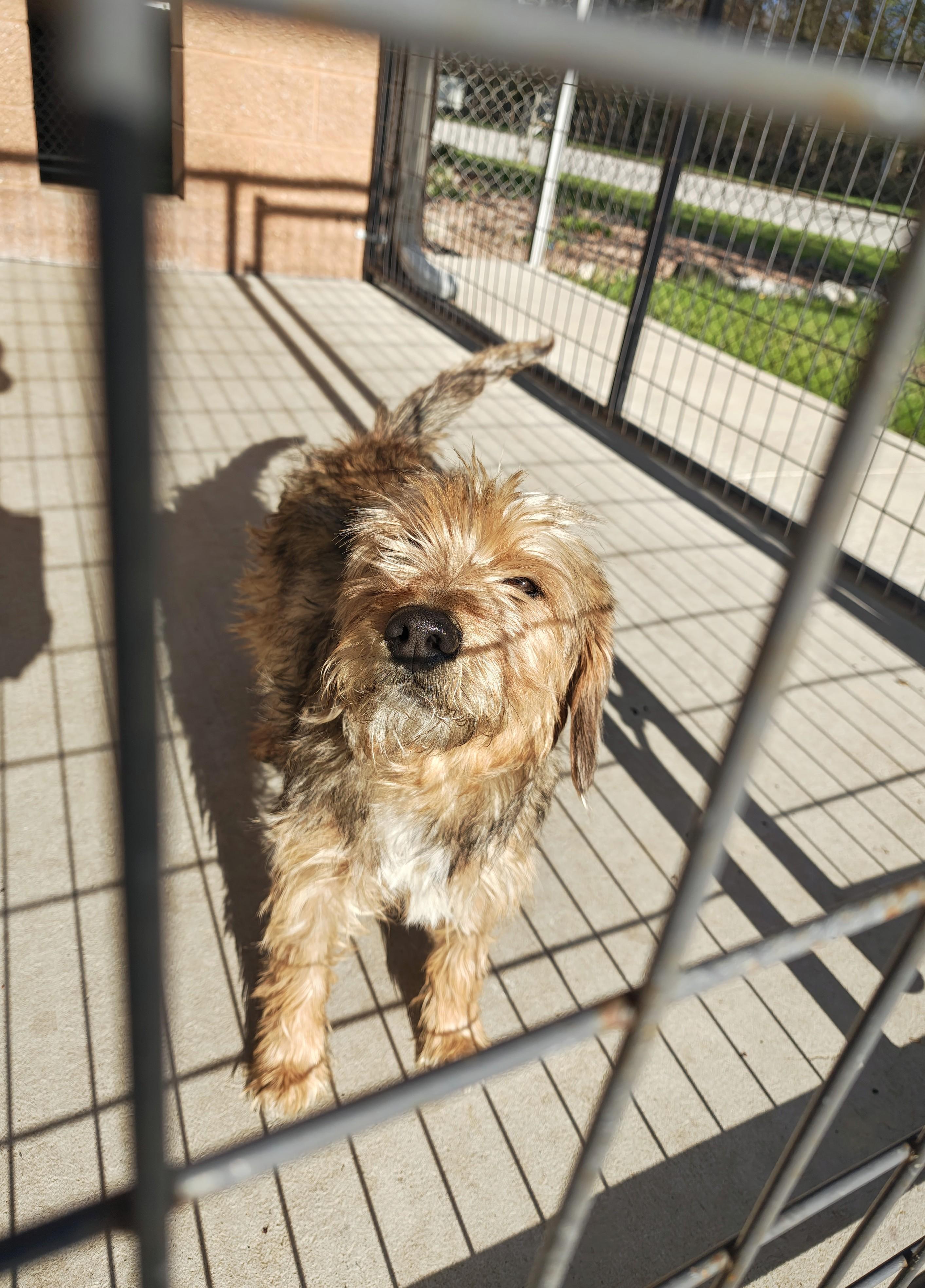 Rita, an adopted Mixed Breed in Oconto, WI image 2/3