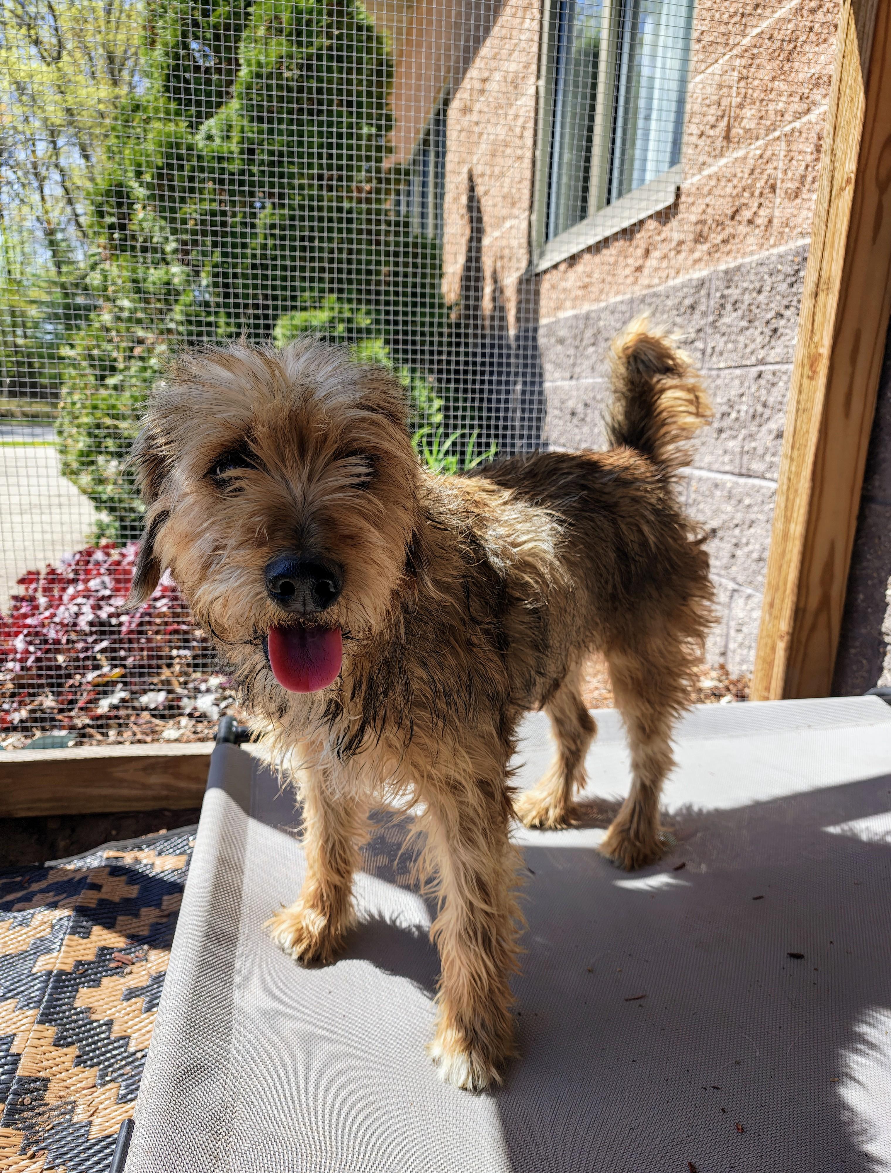 Rita, an adopted Mixed Breed in Oconto, WI image 3/3
