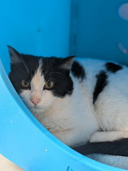 Bundt, Adoptable, Young Male Domestic Medium Hair & Domestic Short Hair.