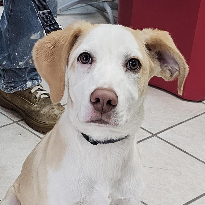 Trent, Adoptable, Puppy Male Foxhound.