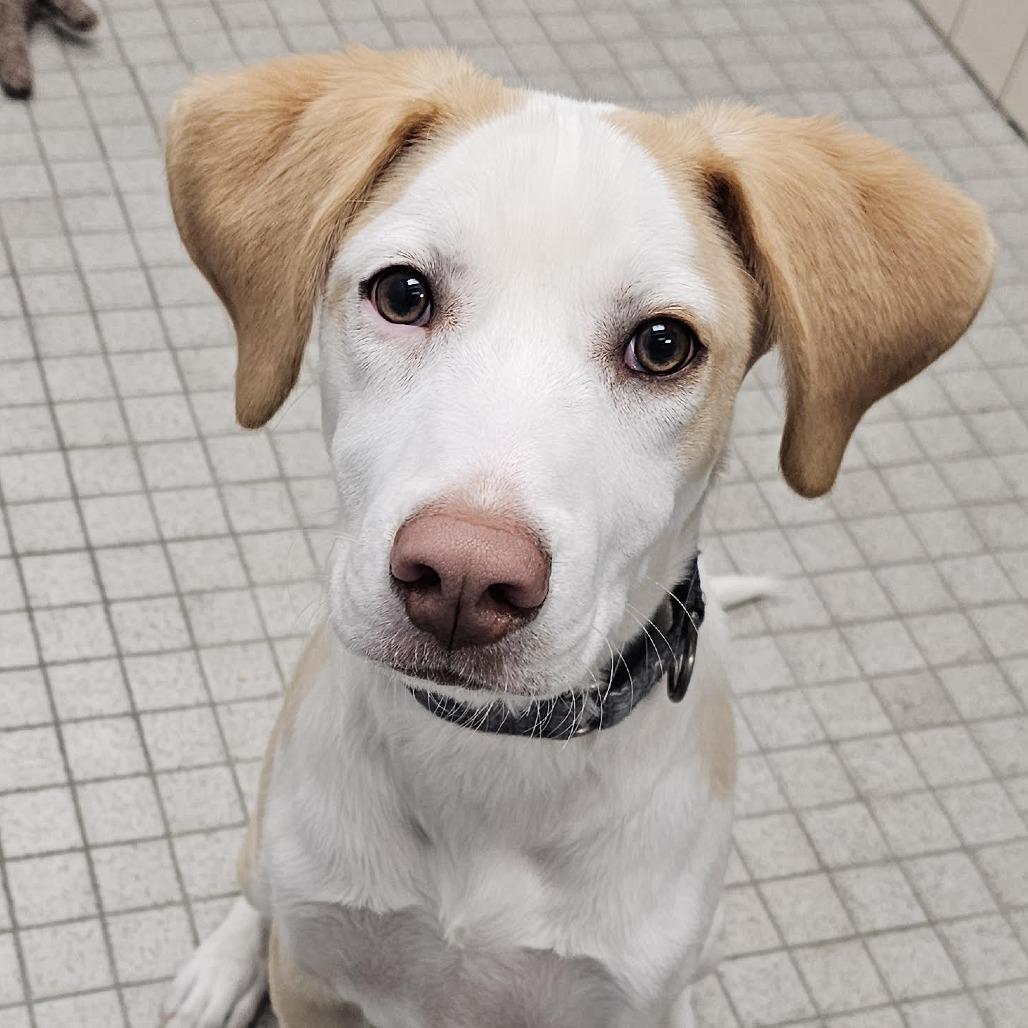 Enlarge Trent, a Adoptable mixed breed in Camden, DE image 2/2