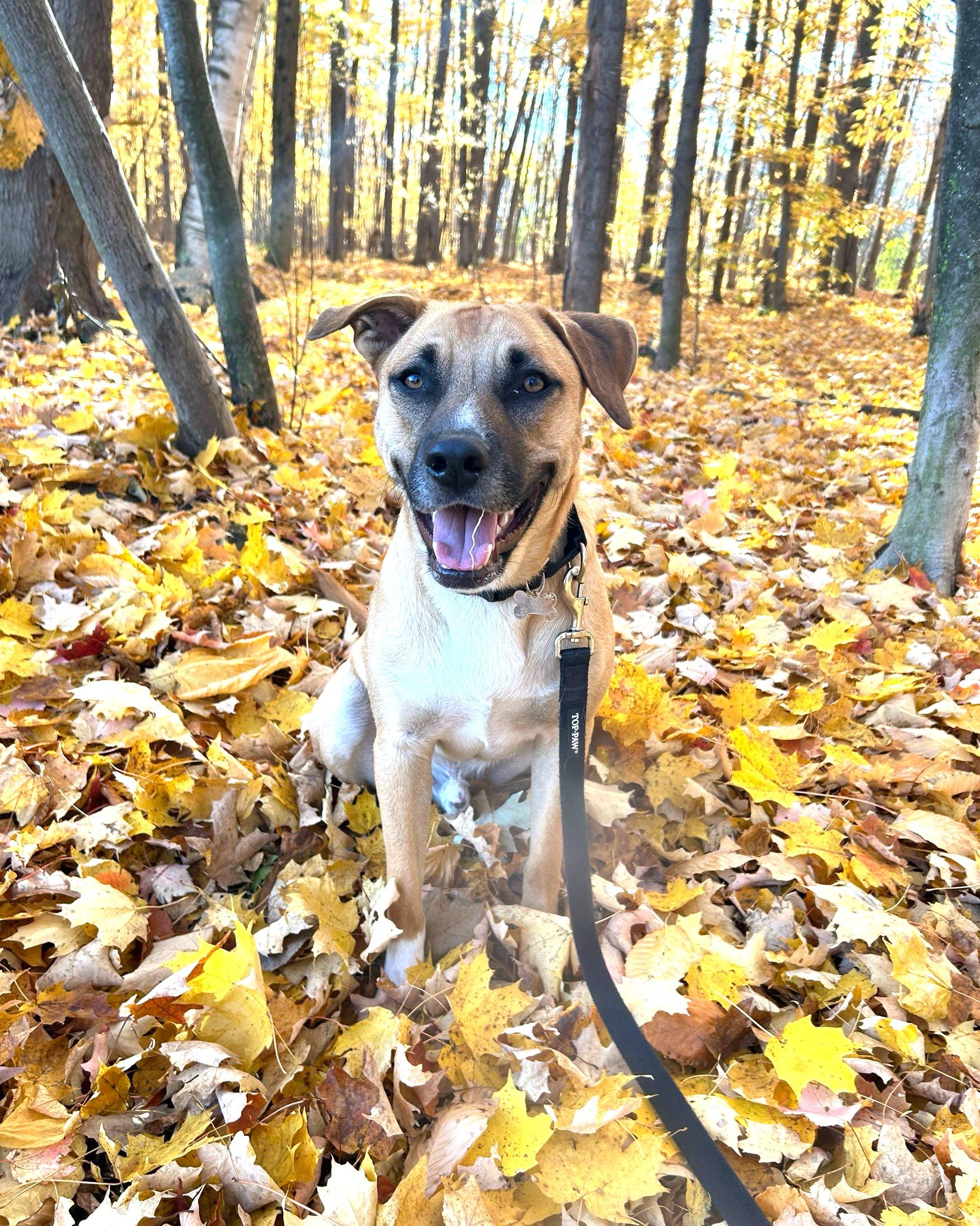 Giovanni, adoptable, Young Male Labrador Retriever & Shepherd.