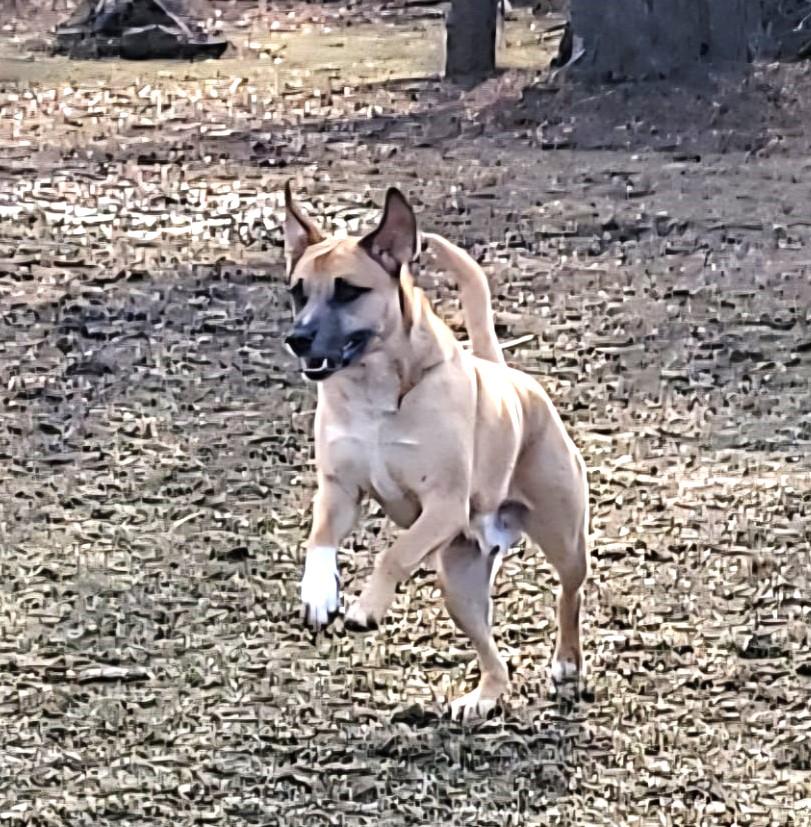Enlarge Giovanni, an adoptable mixed breed in Ottawa, ON image 5/6