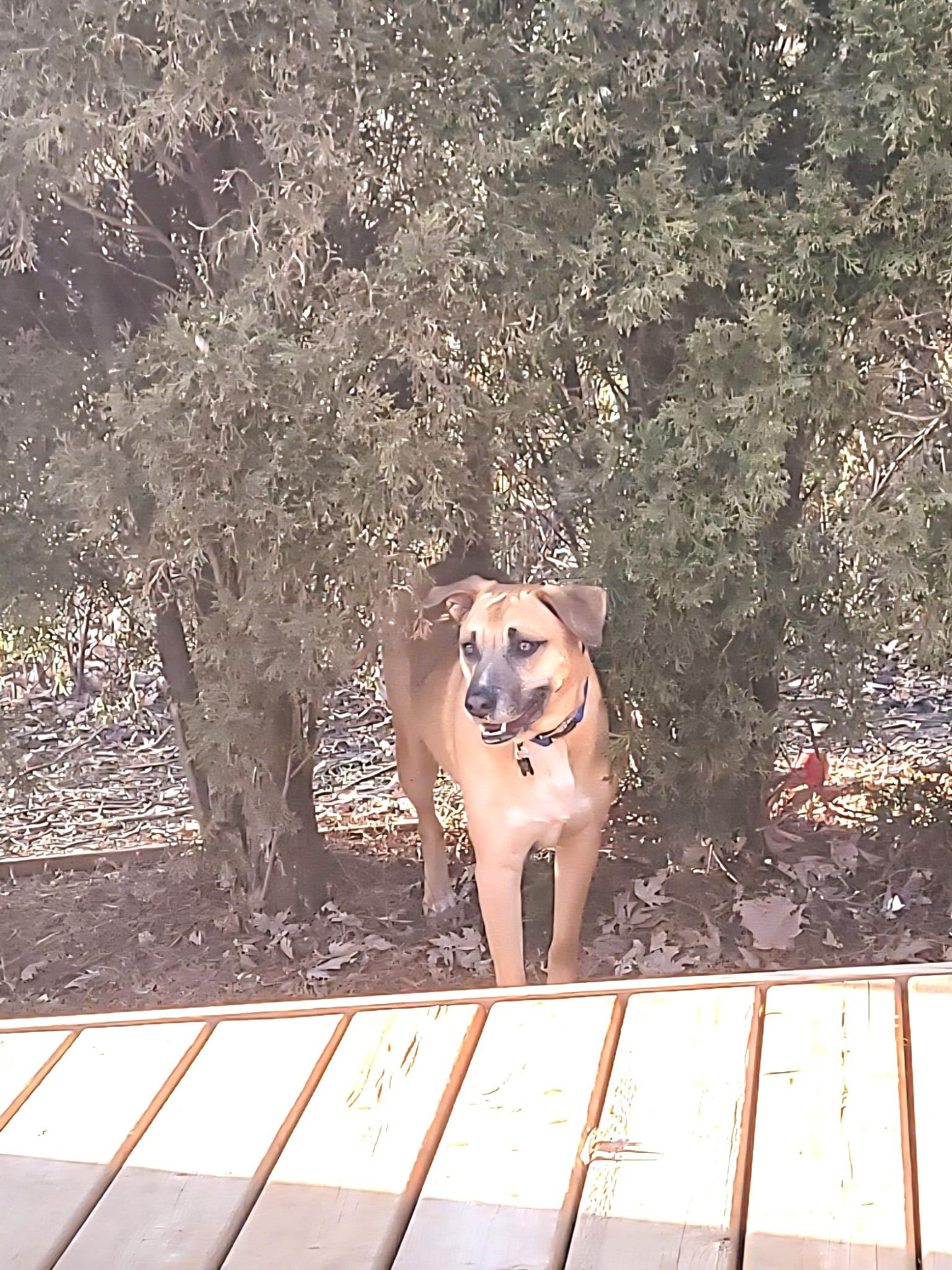Enlarge Giovanni, an adoptable mixed breed in Ottawa, ON image 6/6