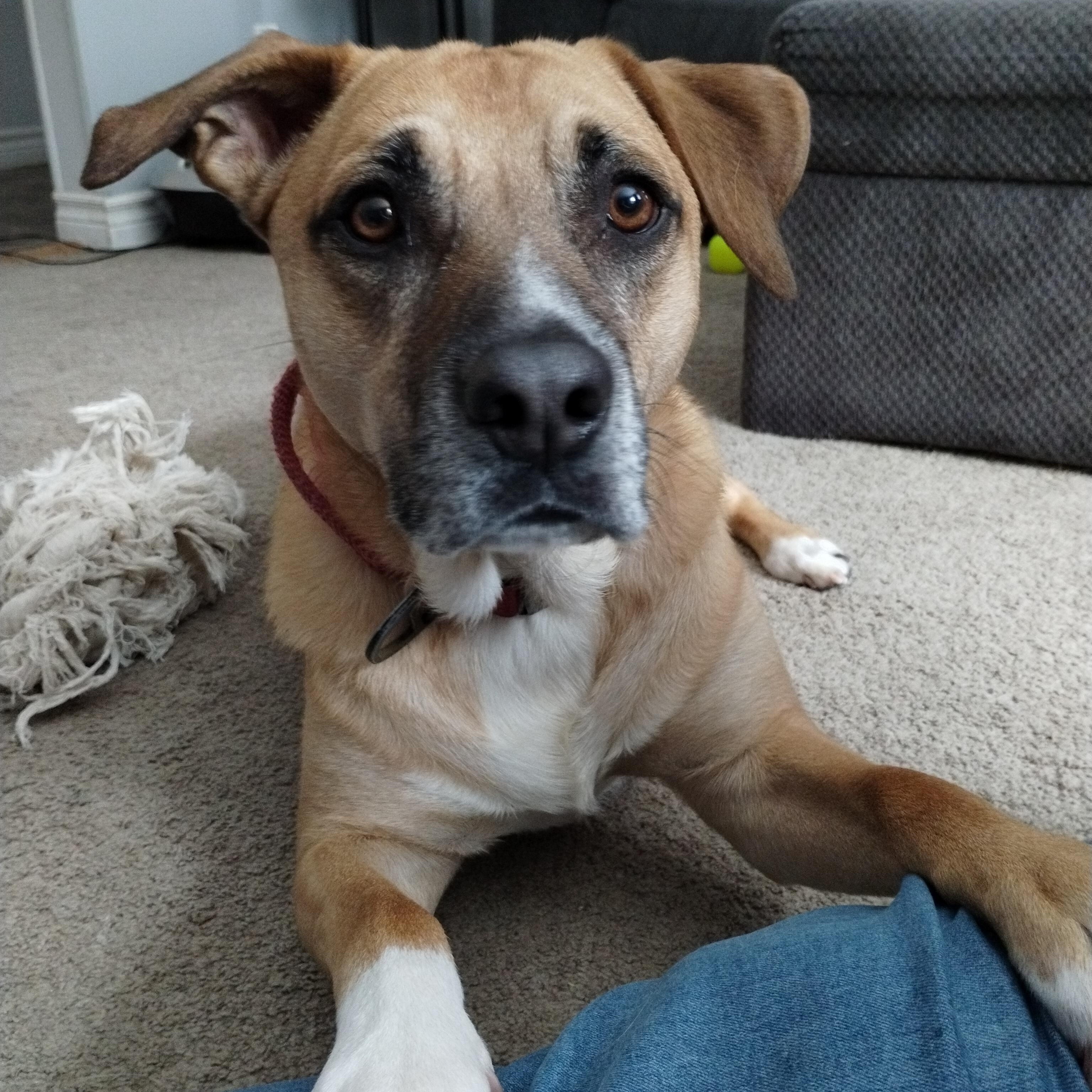 Gio, Adoptable, Young Male Labrador Retriever & Shepherd.