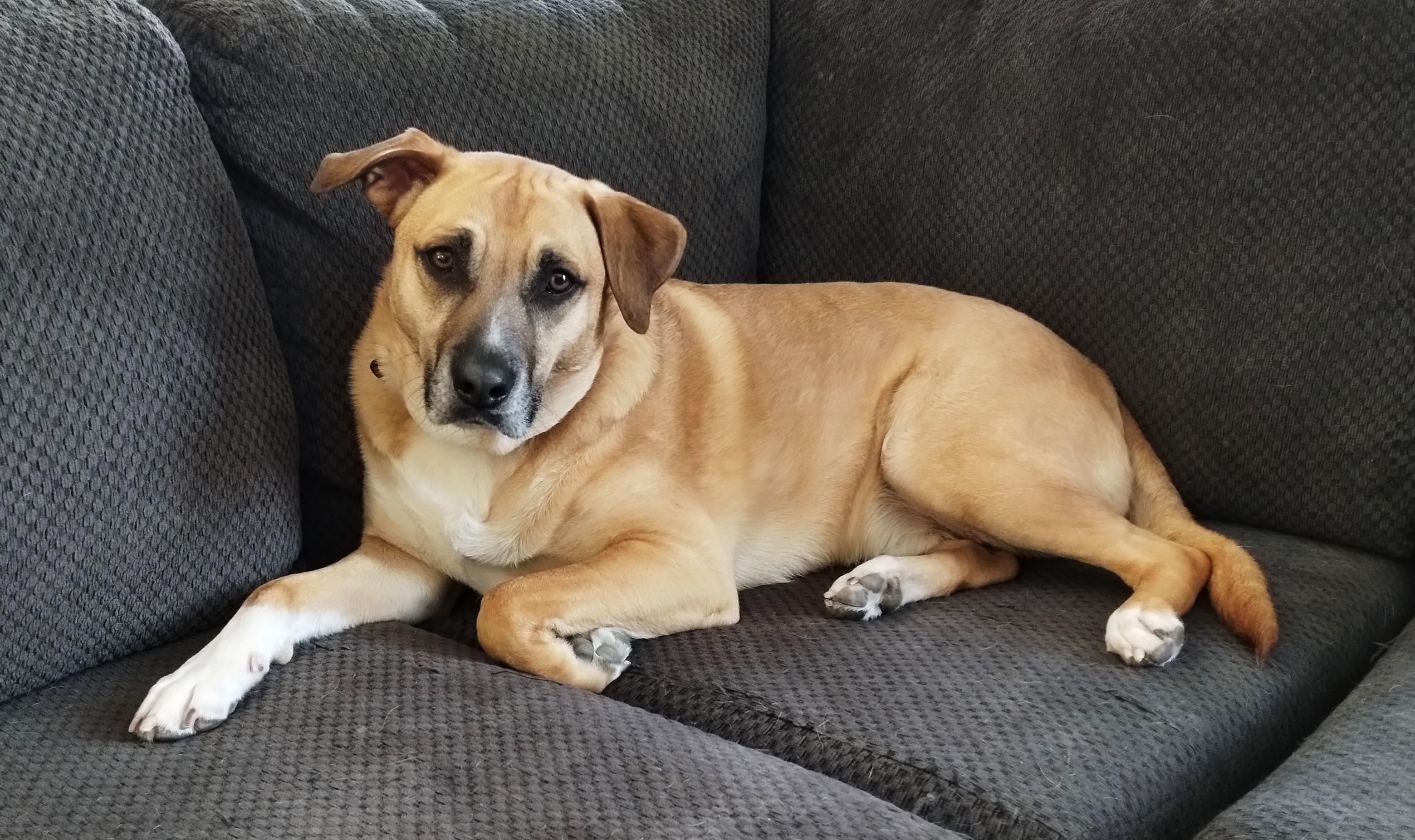 Enlarge Giovanni, an adoptable mixed breed in Ottawa, ON image 4/6