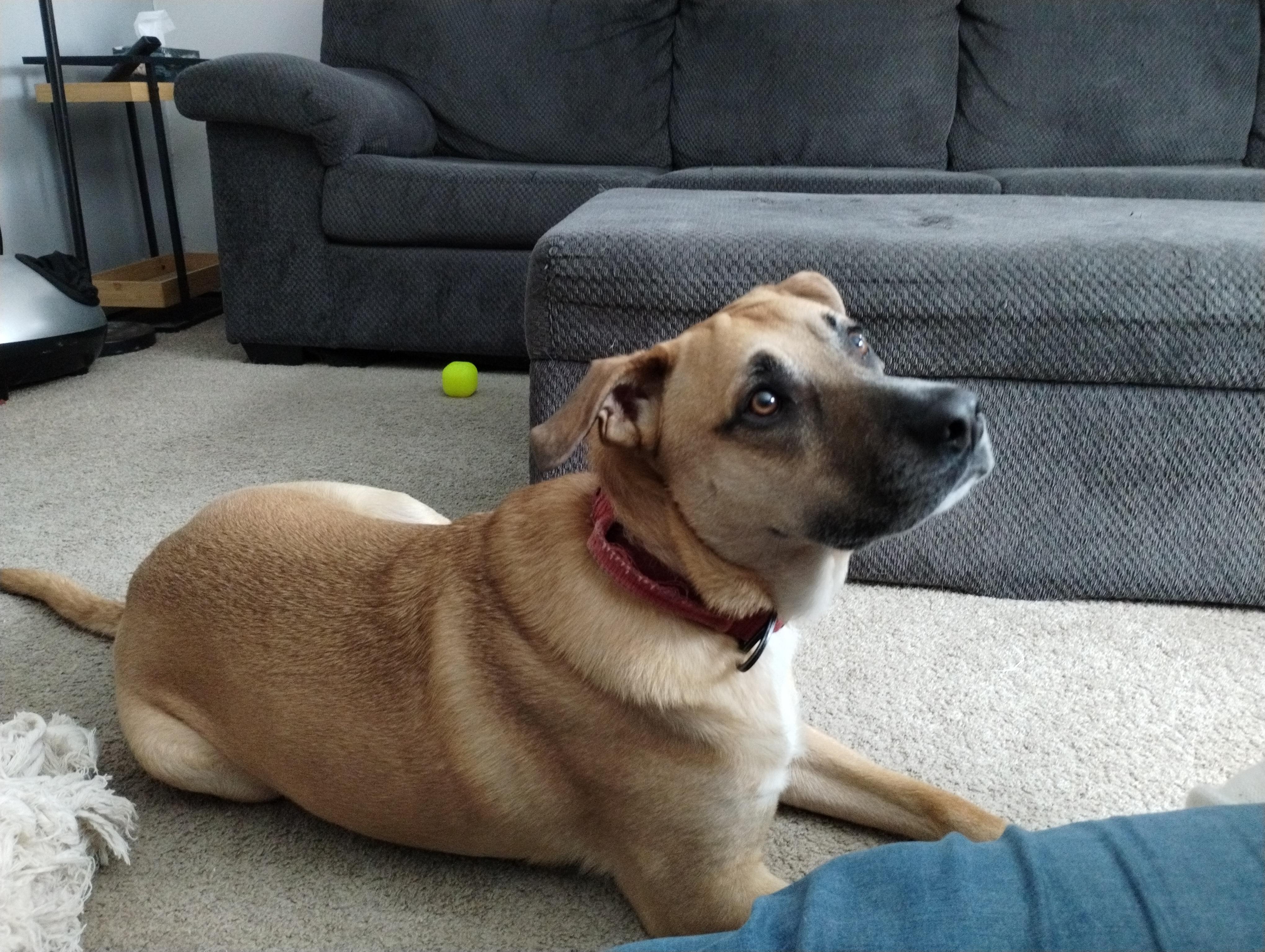 Enlarge Giovanni, an adoptable mixed breed in Ottawa, ON image 3/6