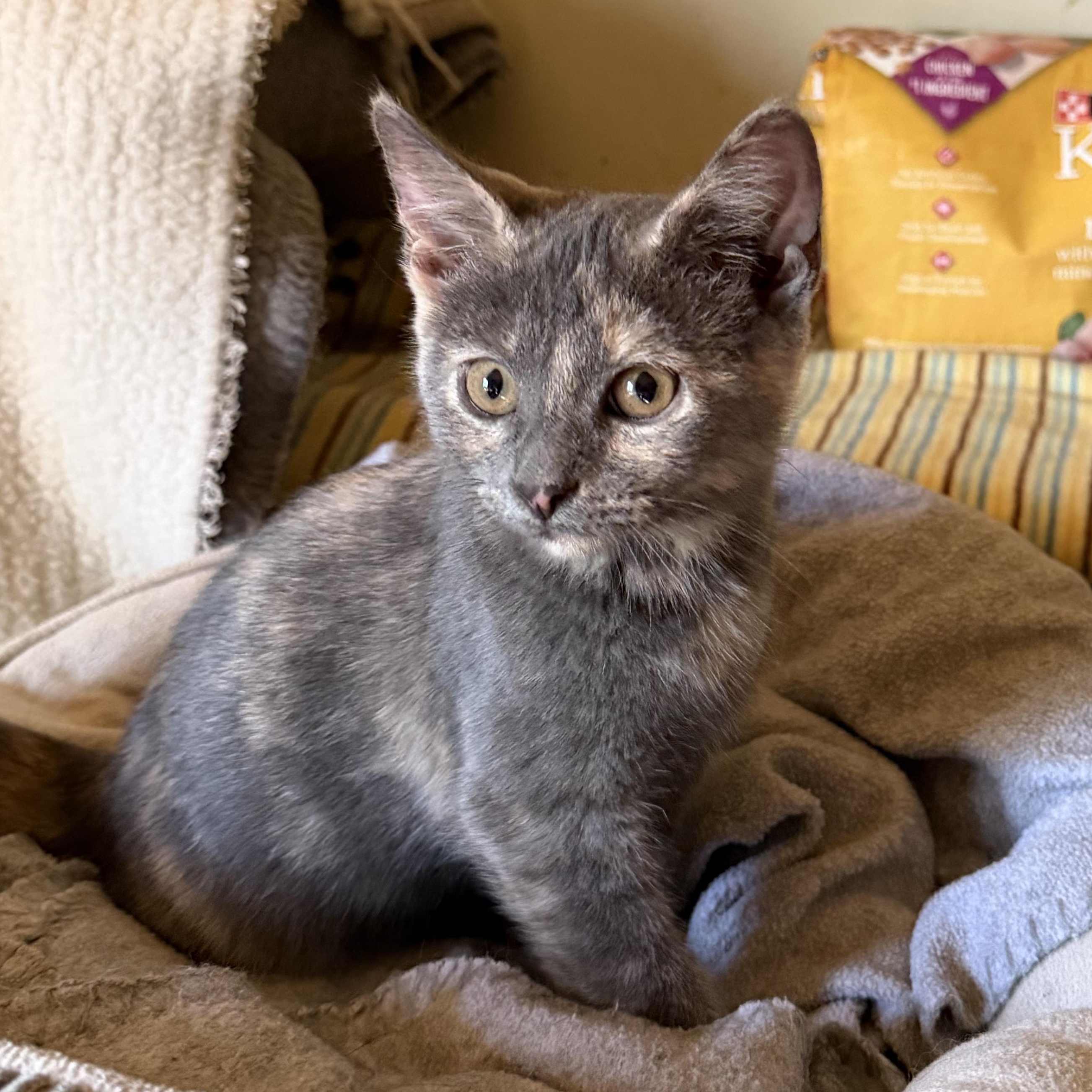 Sissy, a ADOPTABLE mixed breed in East Amherst, NY image 2/4