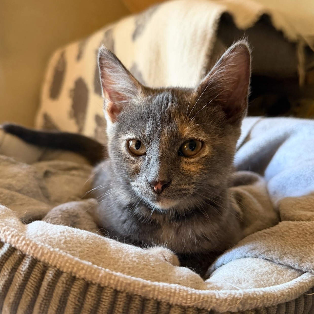 Sissy, ADOPTABLE, Kitten Female Dilute Tortoiseshell & Domestic Short Hair.