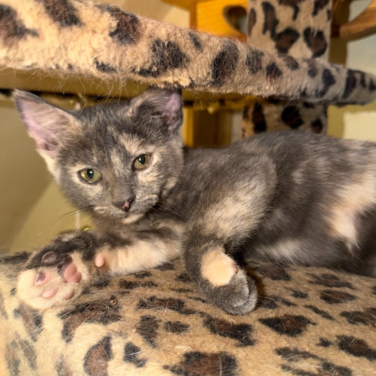Sissy, a ADOPTABLE mixed breed in East Amherst, NY image 4/4