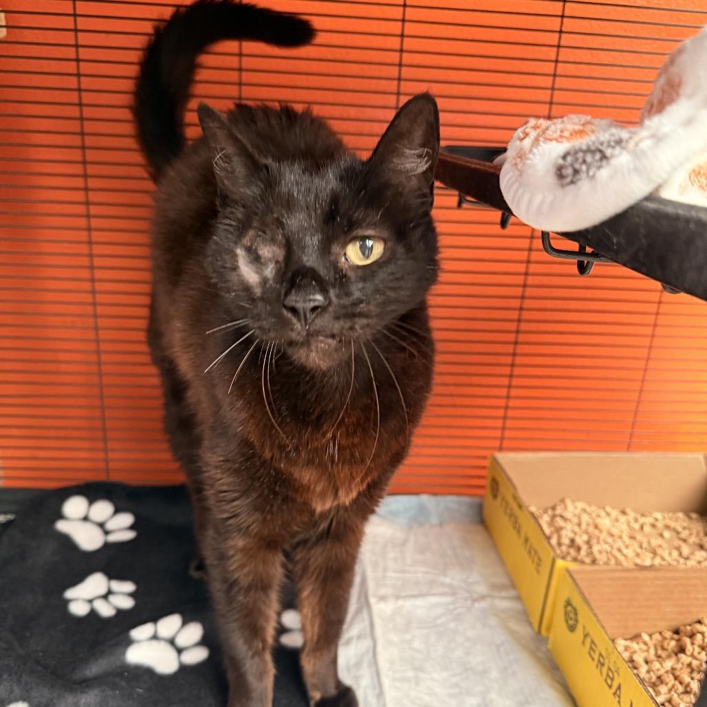One Eyed Willy, Adoptable, Senior Male Domestic Short Hair.