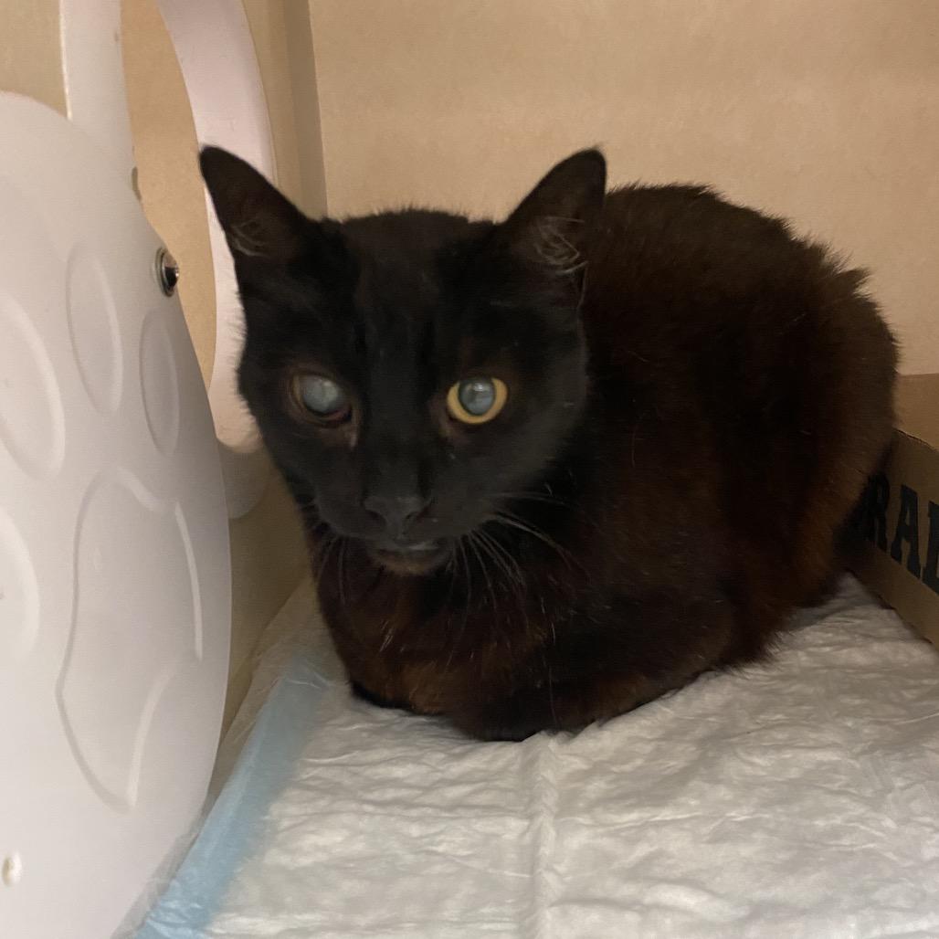One Eyed Willy, a Adoptable Domestic Short Hair in Westminster, CA image 2/2