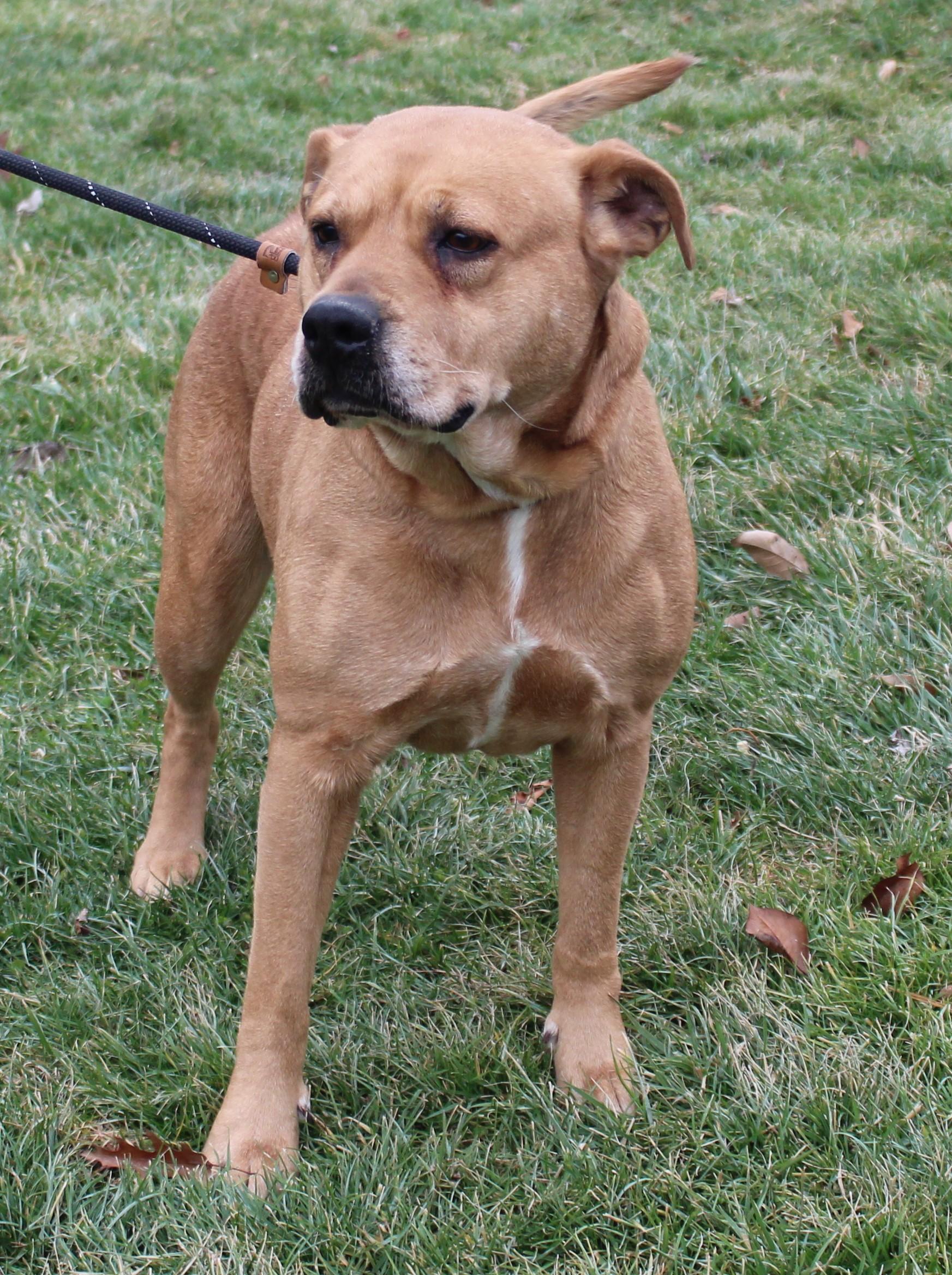 Enlarge Daisy (6604), a ADOPTABLE mixed breed in Heath, OH image 2/3