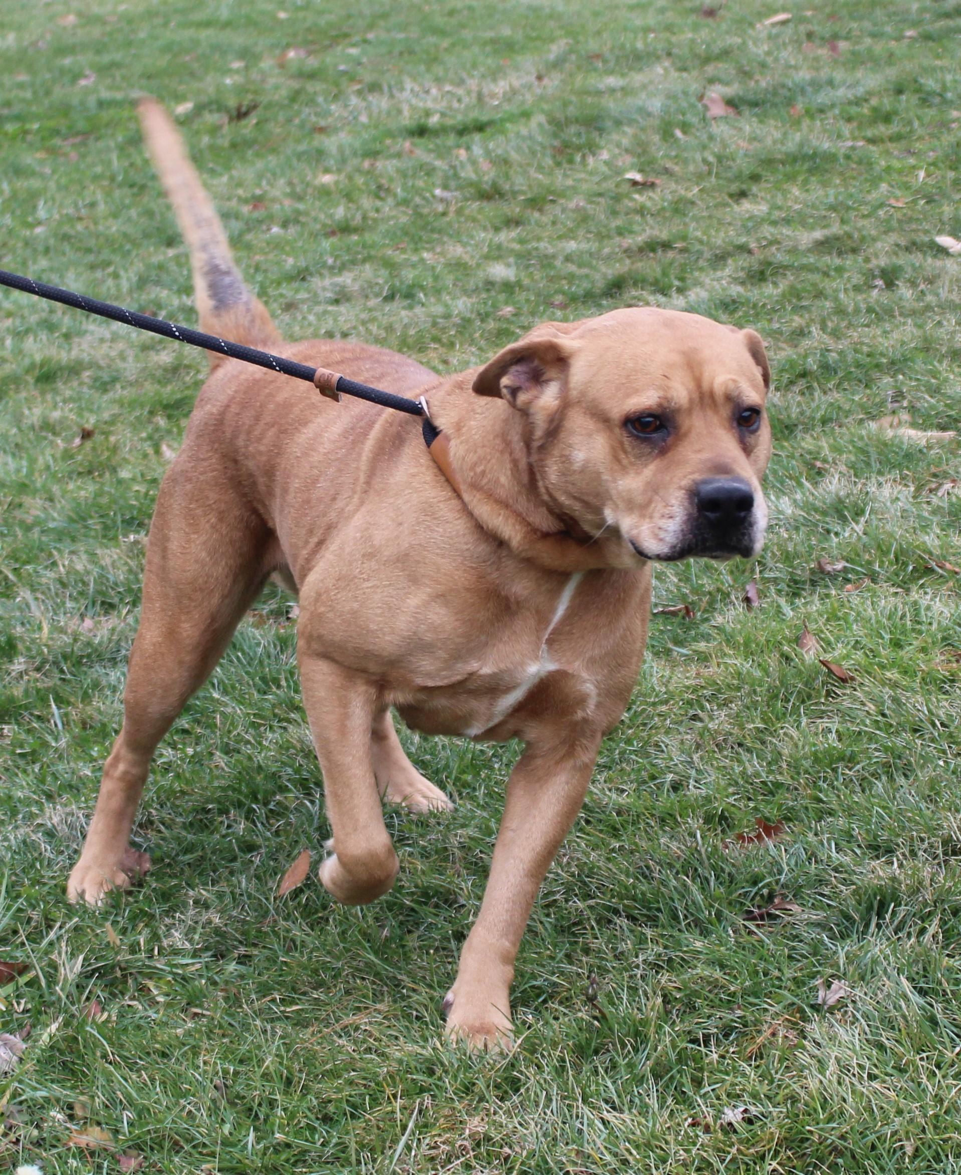 Enlarge Daisy (6604), a ADOPTABLE mixed breed in Heath, OH image 3/3