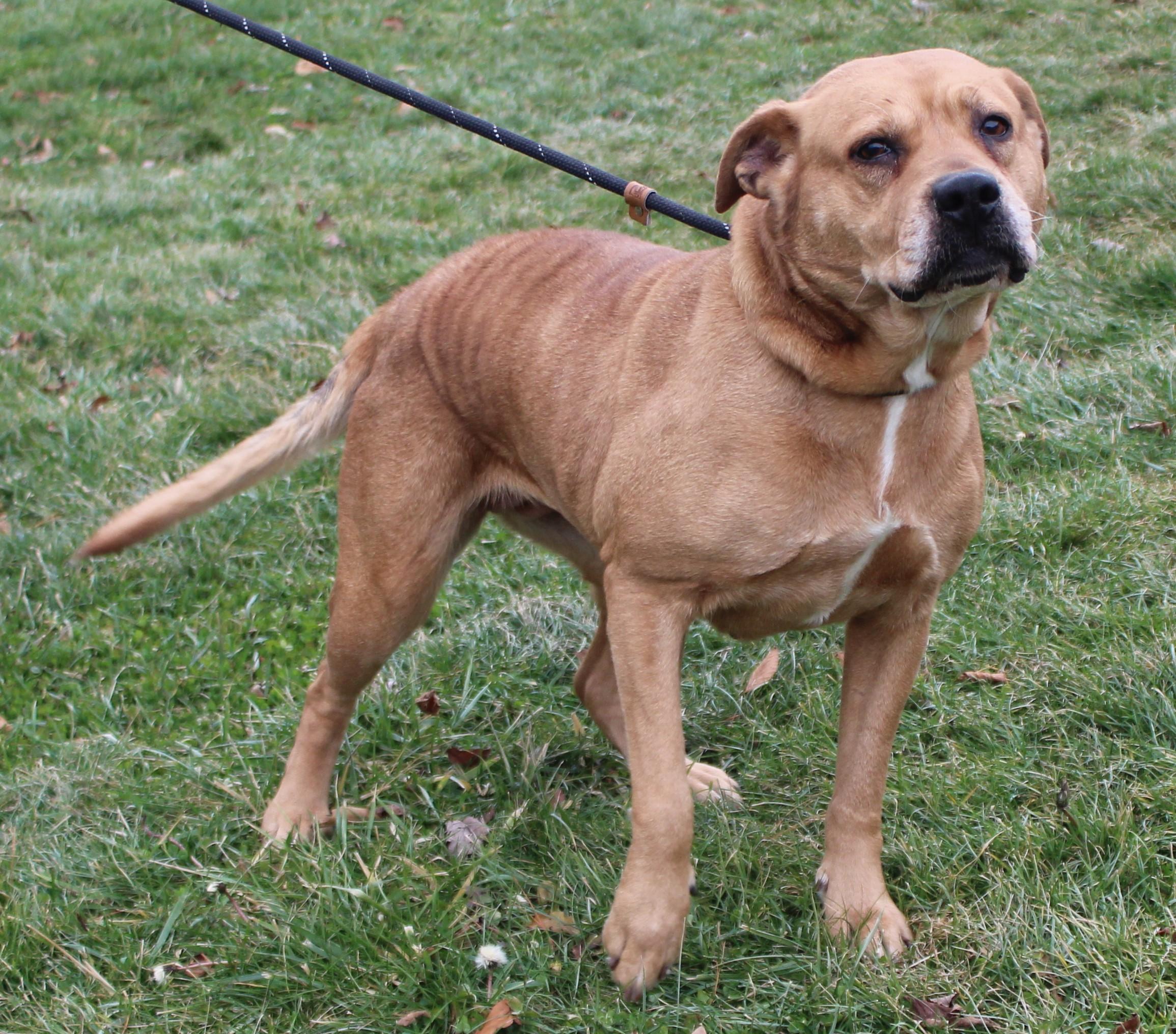 Daisy (6604), ADOPTABLE, Senior Female Pit Bull Terrier.